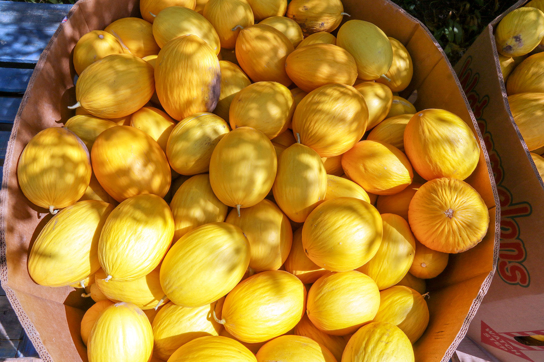 Georges-Market-squash.jpg